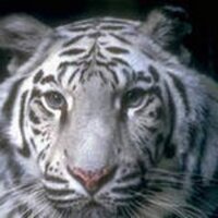 Алексей Мякушев (@kuswar2) 's Twitter Profile