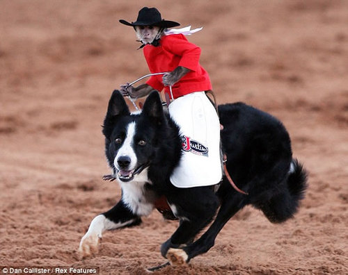 El Mono Vaquero