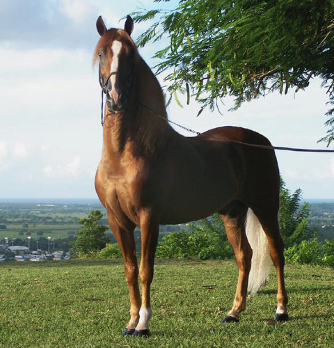 I'm A horse Who Lives In A farm..I suddenly found twitter