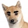 tokorom's profile picture. Spinners所属のiOSアプリ開発者です。 著書に『iPhoneプログラミングUIKit詳解リファレンス』『よくわかるAuto Layout(監修)』『iOS 11/12 Programming』など。
