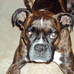 WarrenDailey's profile picture. Anything Sports Officianado