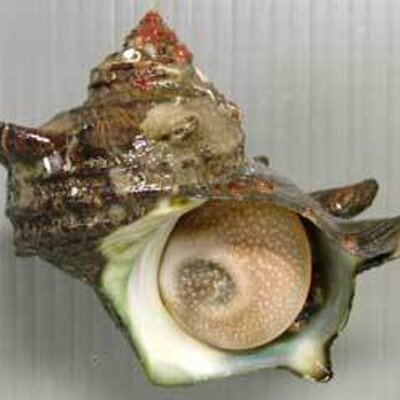 サザエ