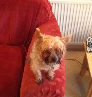 elvisthedog69's profile picture. 