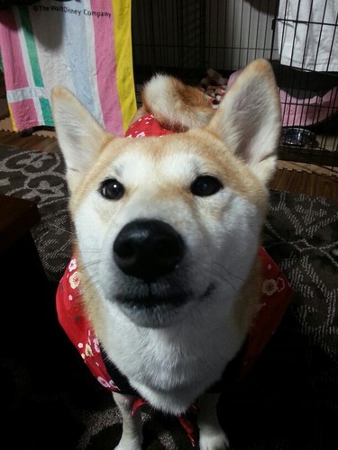 柴犬 すもも Megumegu1015 Twitter 柴犬 すもも Megumegu1015 Twitter