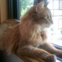 紫藤ケイ (@k_falchion) 's Twitter Profile Photo 紫藤ケイ (@k_falchion) 's Twitter Profile Photo