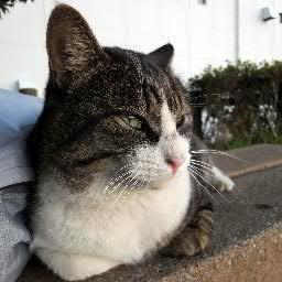 ぱぴさんのプロフィール画像