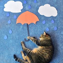 ぼーっとしてる。すぐもらい泣きする。猫好き。トリ好き。綺麗好き。でも潔癖じゃない。