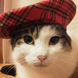 ねこたつさんのプロフィール画像