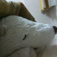 kumatarouguma (@kumatarouguma) Twitter profile photo