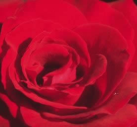 Depression_108's profile picture. Ich heiße Depression - will aber Wege aufzeigen, wie man aus depressiven Verstimmungen rauskommt. Tipps aus Psychologie, Yoga, Meditation.