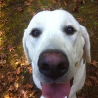 Dave Hasse (@davehasse) 's Twitter Profile