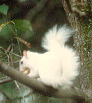 Kestrelred's profile picture. 