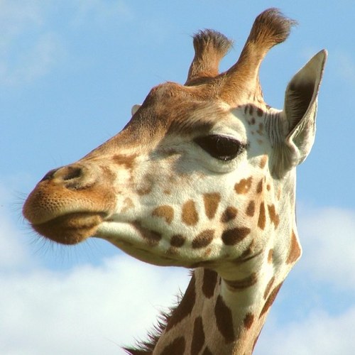 ungrtfulgiraffe's profile picture. Calling out all ungrateful people.