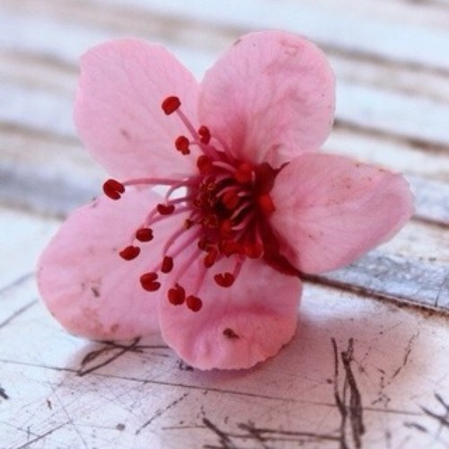 HarbJojo's profile picture. 