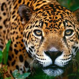 THE JAGUAR LEAPED OVER LEAVES WITH PHOSPHORESCENT ABSENCE, THE PUMA RAN THROUGH THE BRANCHES, AN INSATIABLE FIRE OF BURNING ALCOHOLIC JUNGLE EYES (NerudA)