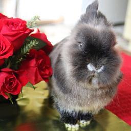 Female lionhead rabbit living at rainbow bridge.