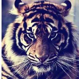 superpyki's profile picture. 