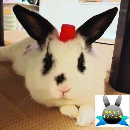 ucha_pon's profile picture. もなちゃん車キャップ付き定期巡回中。道産子亭主とうさぎ(♂)に囲まれて日々のほほんと暮らすお気楽エセうさぎ。お気楽すぎてヒキ成分高め。【国境なきうさもふ団：真っ黒お耳部隊隊長】　2012年5月18日　もな、お月様に帰る。
2019年4月20日、7年ぶりに新しい家族「麻呂くん」をお迎えしました。