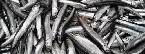 ISTBALIK's profile picture. Amatör ve Profosyonel Balıkçılık 
Balık severleri sayfamıza bekliyoruz..