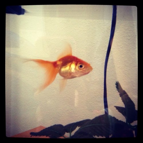Someday I will be Harry's fish.