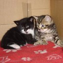 Heather Ruff - @tinorossi2006 - Twitter