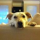 Lily Sue Bean - @LilySueBean - Twitter