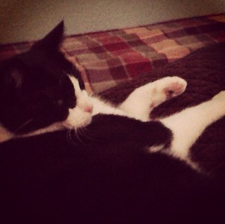 cadaveriine's profile picture. 