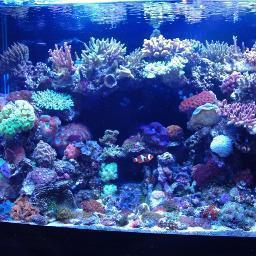 Love the oceans and all the beautiful life within it? Then follow me for great tweets and amazing facts. Owner of exotic coral reef store