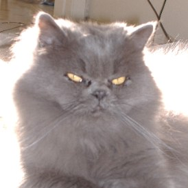 I'm a Blue Persian kitty that you should all be admiring right now