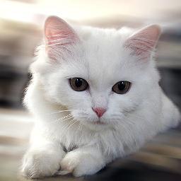 白い猫 Shiroi Neco Twitter