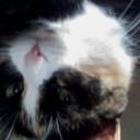 Celeste Ramsey - @monkeysceleste - Twitter