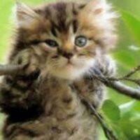 Сергей Артемьев (@membes3) 's Twitter Profile