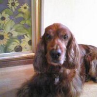 suzuki akiko 鈴木 明子 (@doutonborigawa) Twitter profile photo