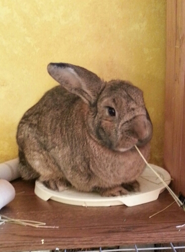 Beer geek, furniture maker, lagomorph sympathiser