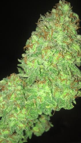 colindavisc's profile picture. I love my life. cannabis, music, drums, MMA, food... I have a great woman and a great dog, and 2 awesome cats!