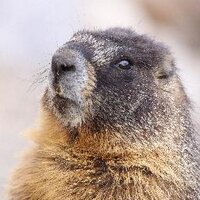 Scott Garrett (@tundrashots) 's Twitter Profile