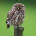 Andy Shepherd (@andyjshepphoto) Twitter profile photo Andy Shepherd (@andyjshepphoto) Twitter profile photo