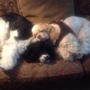 Beth Ireland - @ireland_beth - Twitter