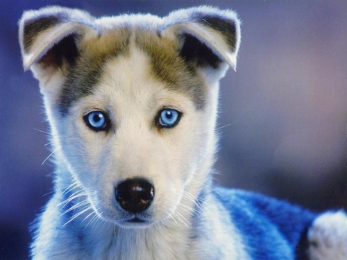 I was given to @SalvatoreBH for Christmas ~ I enjoy car rides and long walks in the park ~ Female ~ TVD ~ RP