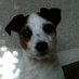 Sharon Kelly (@sdkelly123) Twitter profile photo