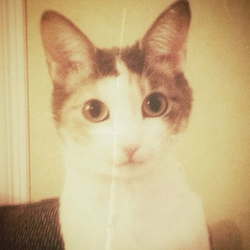 I'm an adopted dilute Calico.  My brothers are Siamese and Tabby. I speak my mind and take sh*t from no one.  *purr*