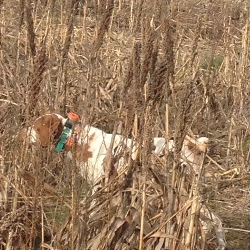 Upland hunting is my passion. #Cherrybend #MudCreekHuntsGunDogs