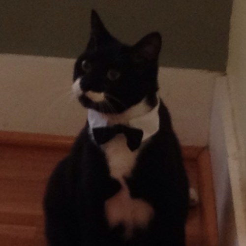 LolaTheDopeyCat's profile picture. I'm a cat that loves water and playing fetch.