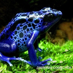 Follow us @frogconnection