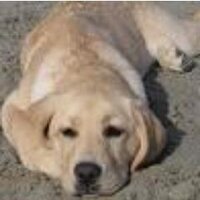 TX Lab Fan (@therightlogic) 's Twitter Profile