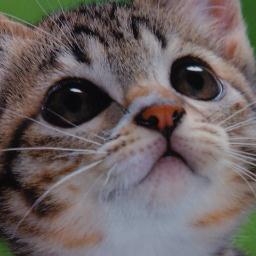 猫ですよろしくお願いします。ジョギング・サッカー・カメラが好きです。 実は料理もできる猫です。 ポテサラにはウスターソースをかけます。 ほしい物リスト: https://t.co/Fda8mVwbhg