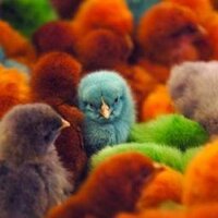 zahra hussain (@zahrahussain16) 's Twitter Profile