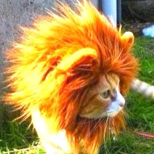 caterpy53's profile picture. 東大広告研究会→外資系コン猿🐒→補助金コンサル