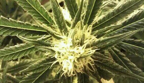 SleepyTreeWelln's profile picture. Compassion through care, experience and the knowledge to grow.