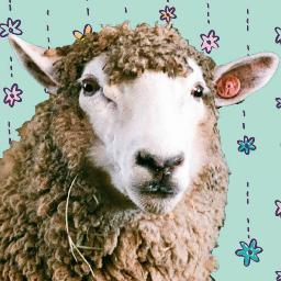 Flowgraph's profile picture. デジタルカメラとフィルムカメラ使ってます(´▽｀*)　/Mac/写真/カメラ/ゲーム/猫/東京/